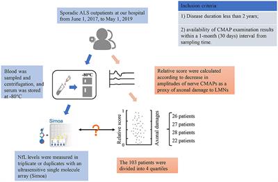 Serum Neurofilament Light Chain Levels May Be a Marker of Lower Motor Neuron Damage in Amyotrophic Lateral Sclerosis